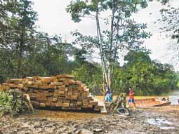 Tablones de cedro acopiados en el Yasun� (Foto: El Comercio)