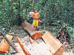 �rboles abatidos en el Yasun� (Foto: El Comercio)