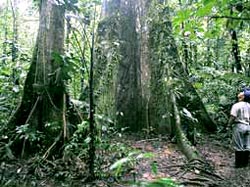 Ceiba, Parque Nacional Yasun� (Foto:El Comercio)