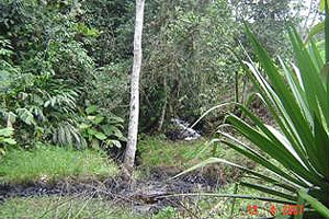 Foto 6: El estero completamente contaminado