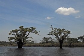 Laguna del Cuyabeno (foto: Natalie Ayala)